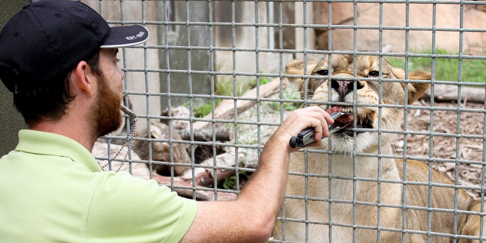 Nice kitty! Lion gets some one-on-one training from a zookeeper at the Santa Barbara Zoo.