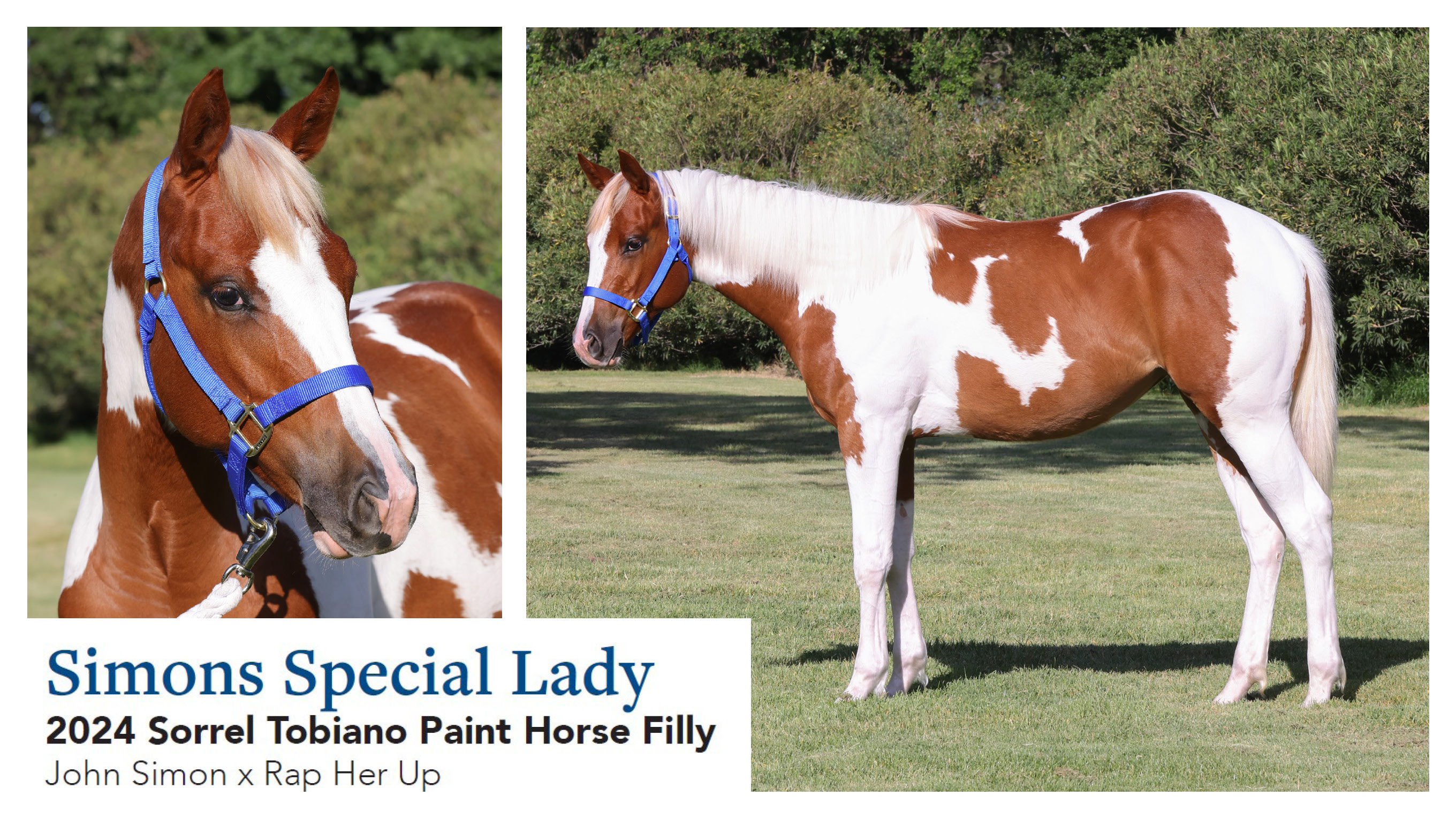 Simons Special Lady 2024 Paint Filly