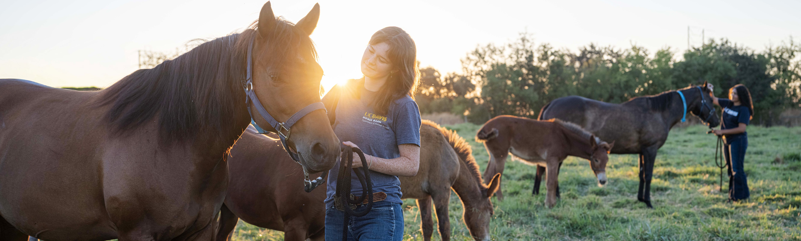 Person in blue shirt gently holding a brown horse in sunlit pasture with other horses