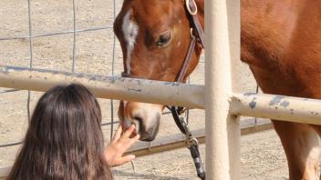 Scenes from Horse Day 2015