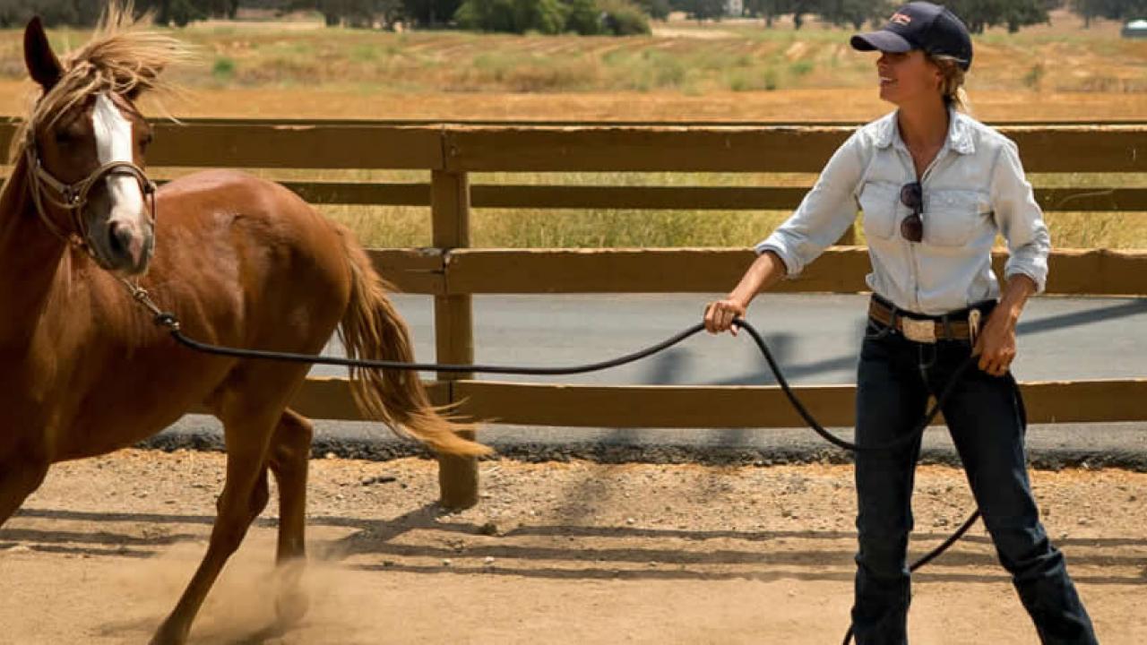 Santa Cruz Horses