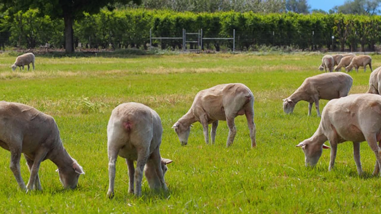 Sheep Facilities