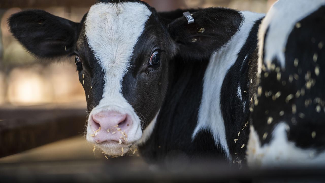 Dairy cow
