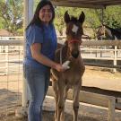Student intern with foal